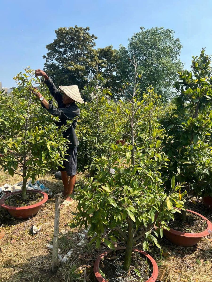 CUNG CẤP SỐ LƯỢNG LỚN CÂY CẢNH - CÂY MAI GIÁ RẺ UY TÍN TẠI VƯỜN DĨ AN, BÌNH DƯƠNG